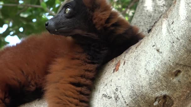 Lemur marrón en el árbol — Vídeo de stock