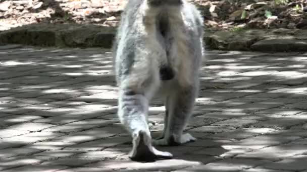 Dziki Lemur chodzenie na chodnik — Wideo stockowe