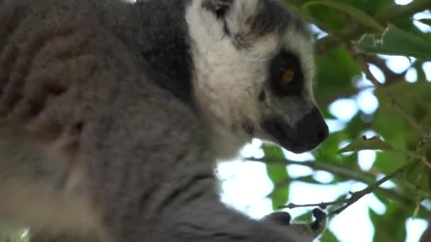 Lémurien Un animal sauvage qui mange 