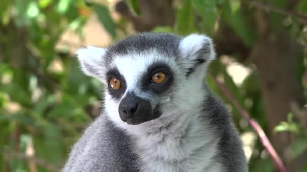 Lemur un animal mirando y mirando fijamente — Vídeo de stock
