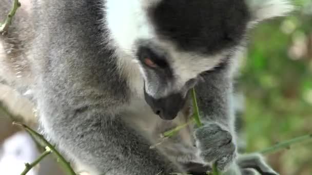 Lemur com fome um animal selvagem — Vídeo de Stock