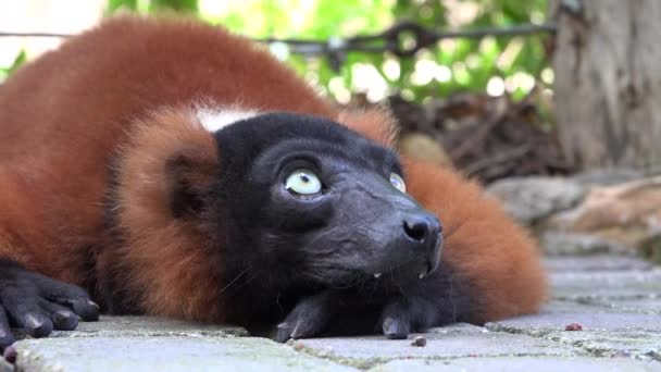 Lémures Animales y vida silvestre — Vídeo de stock