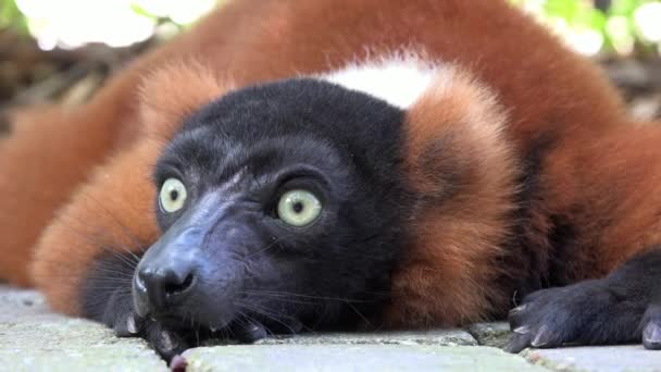 Schattig Lemur of Wildlife — Stockvideo