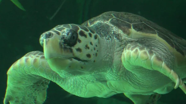Deniz Kaplumbağası Akvaryum Yüzme — Stok fotoğraf