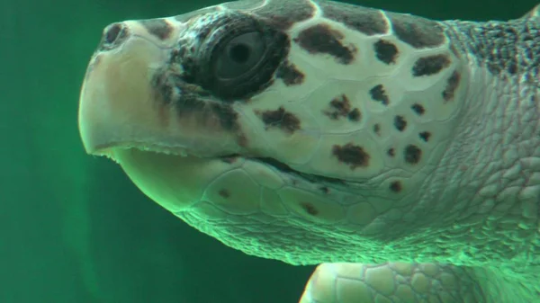 Tengeri teknőst úszni az akvárium — Stock Fotó