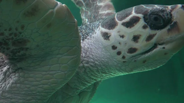 Amfibi Deniz Kaplumbağası Yüzme — Stok fotoğraf