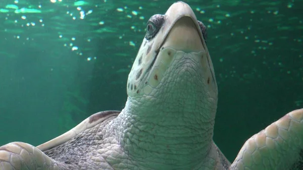 Amfibi Deniz Kaplumbağası Yüzme — Stok fotoğraf