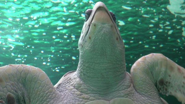 Anfibio mar tortuga natación —  Fotos de Stock