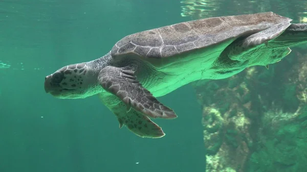 海龟在水下游泳 — 图库照片