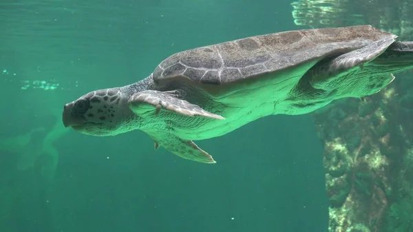 ウミガメが水中で泳いでいて — ストック写真