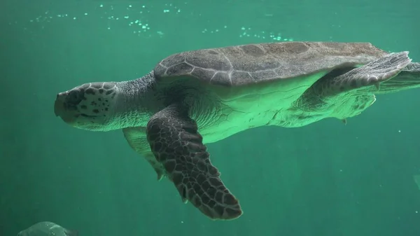 Черепаха Плавает Водой — стоковое фото