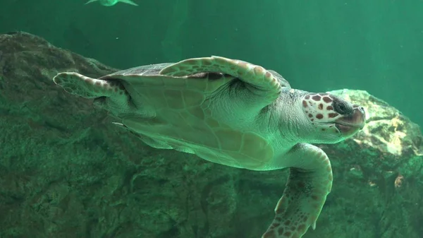 Sürüngenler ve Deniz kaplumbağaları — Stok fotoğraf