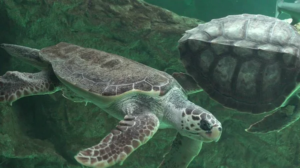 海龟和其他海洋生命 — 图库照片