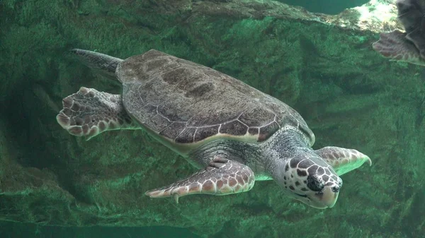 Deniz Kaplumbağaları Diğer Deniz Yaşamı — Stok fotoğraf
