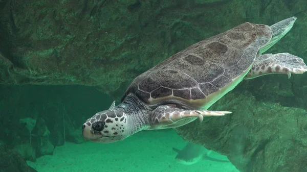 Tengeri teknősöket és más tengeri élőlényekre — Stock Fotó