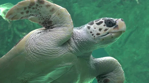 Deniz kaplumbağaları sürüngenler ve yaban hayatı — Stok fotoğraf