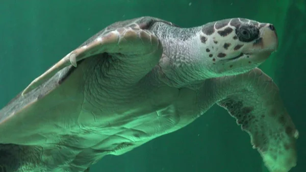 Deniz Kaplumbağaları Sürüngenler Yaban Hayatı — Stok fotoğraf