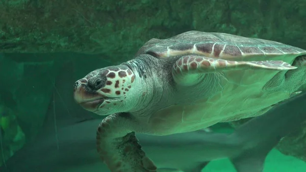 海龟在水族馆里游泳 — 图库照片
