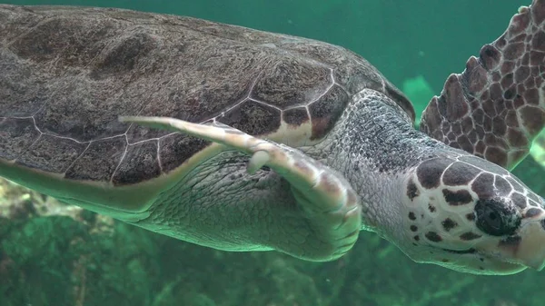 Sea Turtles Swimming Water — Stock Photo, Image