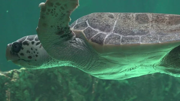Meeresschildkröten Und Meereslebewesen — Stockfoto