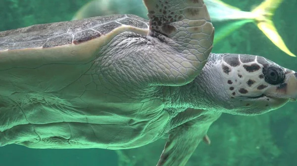 海龟和海洋生物 — 图库照片