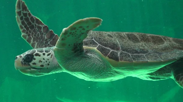 Tengeri teknősök és a hüllők — Stock Fotó