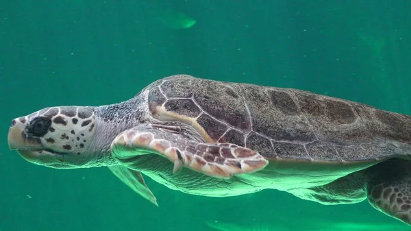 Tengeri teknősök és a hüllők — Stock Fotó