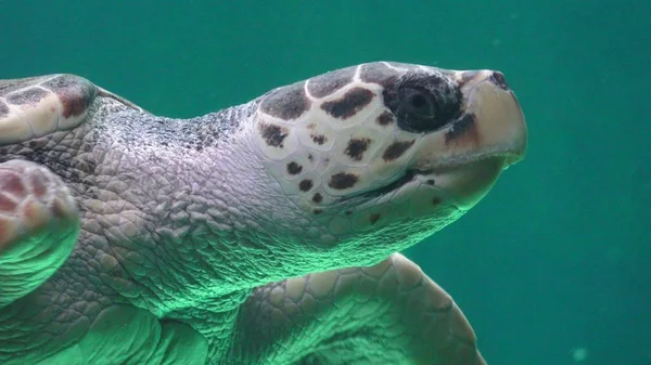 Deniz kaplumbağası Deniz yaşamı — Stok fotoğraf