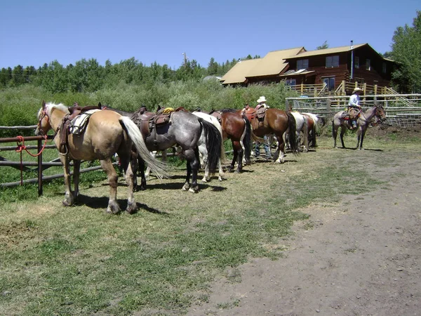 Rancho Cavalos Cavalos — Fotografia de Stock