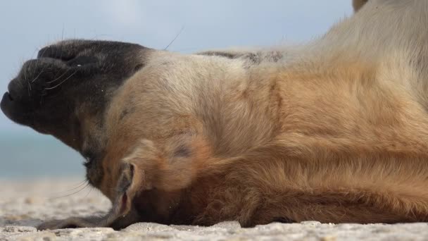 Dog Sleeping Laying — стоковое видео