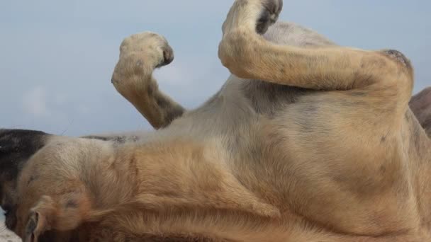 Een Vermoeide Hond Slapen — Stockvideo