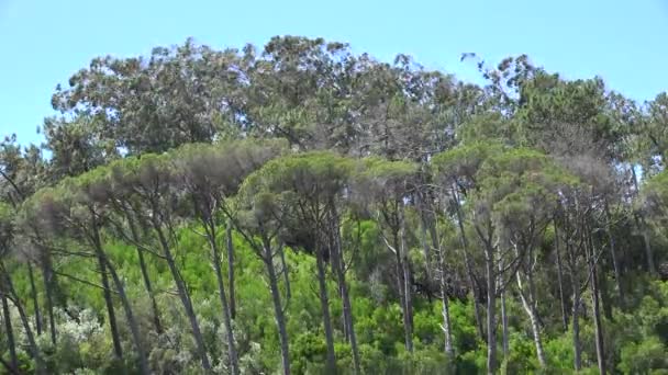 Ağaçlar ve bitkiler kuvvetli rüzgarlar — Stok video