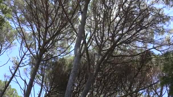 Arbres et branches pendant le vent d'automne 