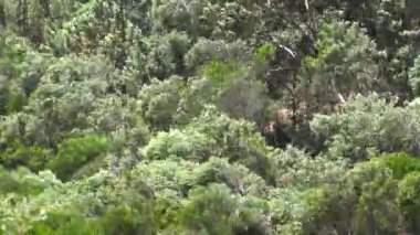 Aşırı rüzgar ağaçları ve orman