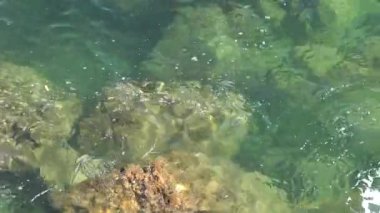 Yeşil deniz ya da okyanus su