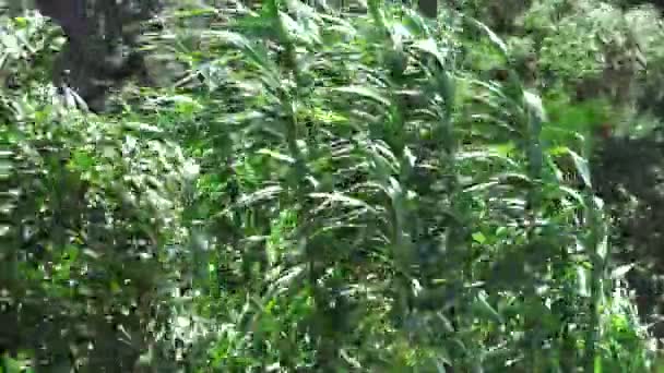 Winderige planten Extreme weersomstandigheden — Stockvideo