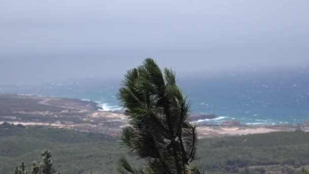 Windy Plant With Coastal Landscape — Stock Video