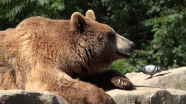 Boz ayı ve güvercin