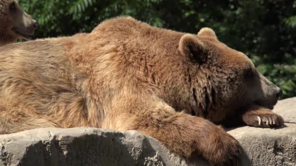 Bruine beren rusten en ontspannen — Stockvideo