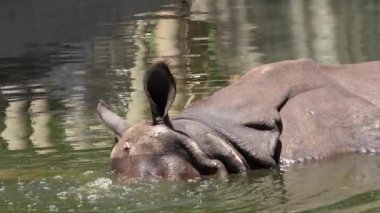 Gergedan üfleme su kabarcıkları