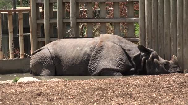 Nashorn ruht in schlammigem Teich — Stockvideo