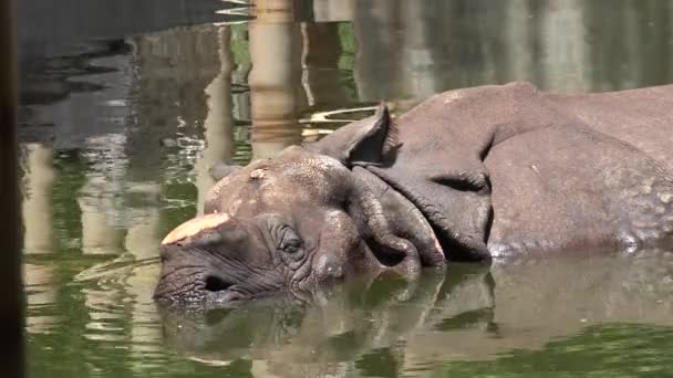 Rhino slapen In Water — Stockvideo