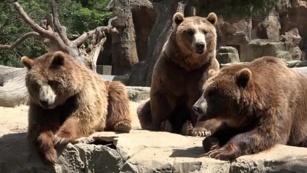 Familia de osos marrones — Vídeos de Stock