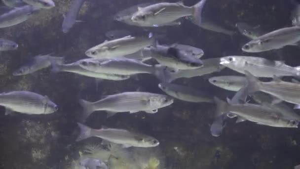 Meereslebewesen Fische schwimmen unter Wasser — Stockvideo