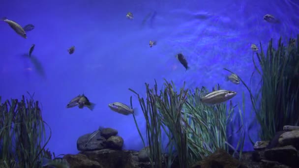 Peces de mascotas nadando en el acuario — Vídeo de stock