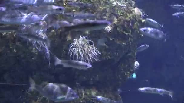 Acuario o peces nadando bajo el agua — Vídeo de stock