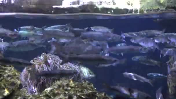Vis onder water zwemmen met golven — Stockvideo