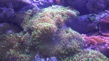 Sualtı deniz Anemone yaban hayatı