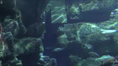 Beton sualtı yapısı