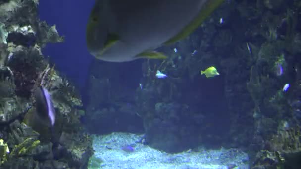 Peces nadando bajo el agua — Vídeo de stock